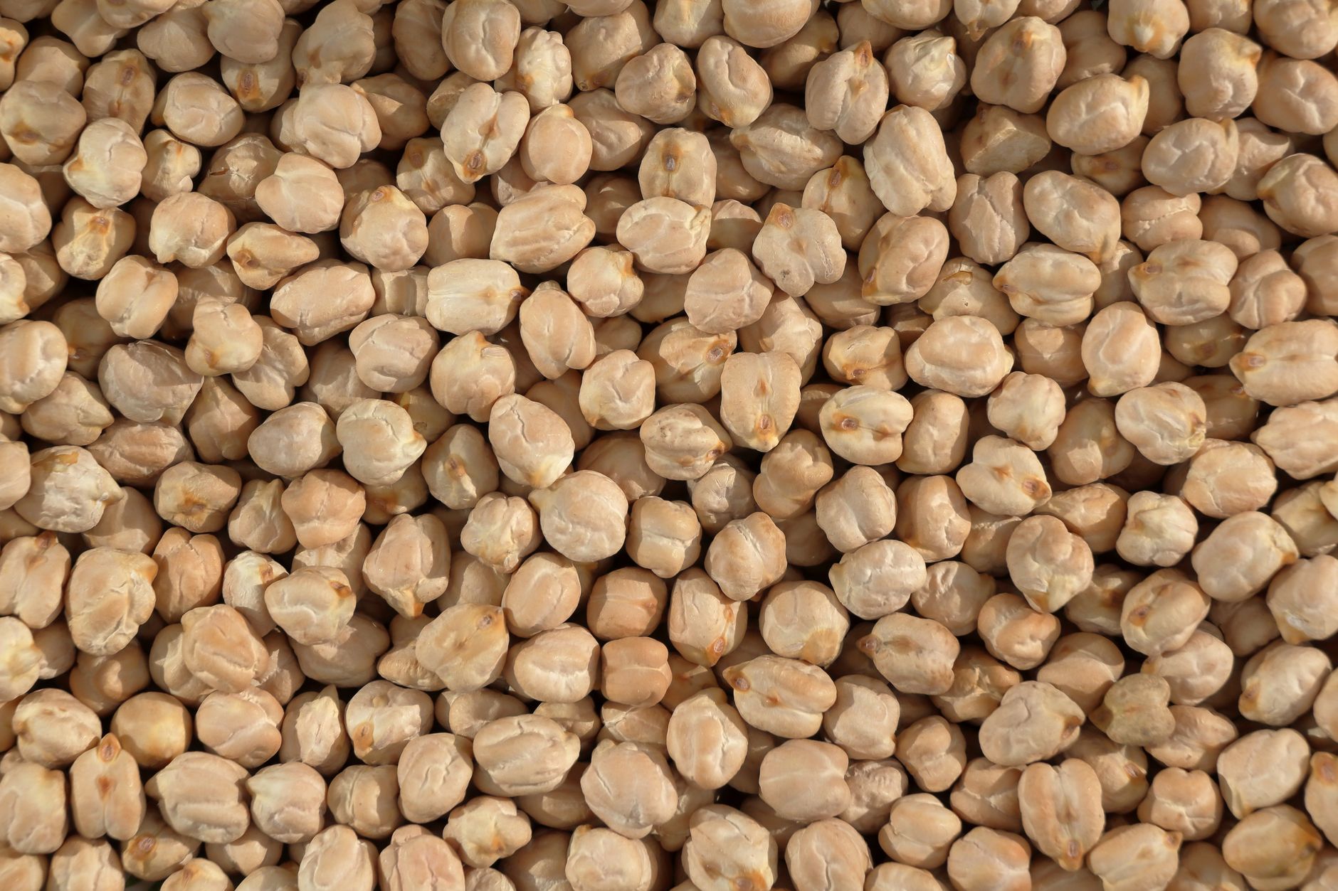 Chickpea yield improvement: What are the best proven methods?